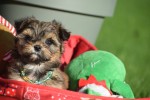 Yorkshire Terrier (reu) 33880