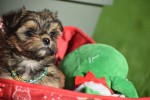 Yorkshire Terrier (reu) 33880