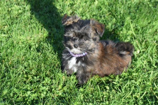 Yorkshire Terrier (reu) 33877