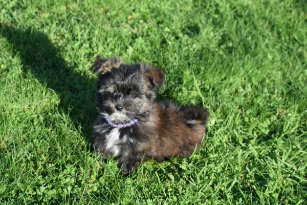 Yorkshire Terrier (reu) 33877