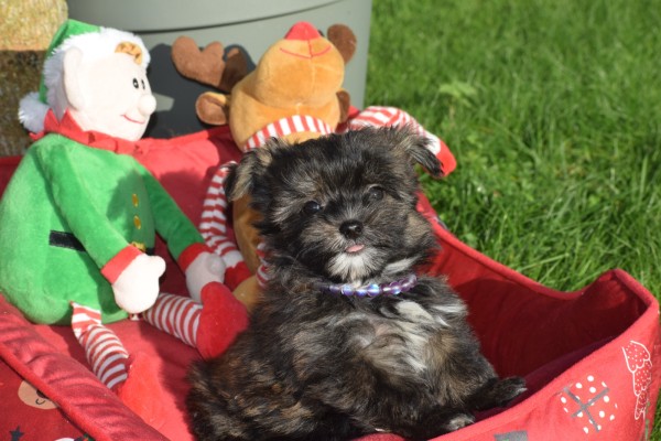 Yorkshire Terrier (reu) 33877