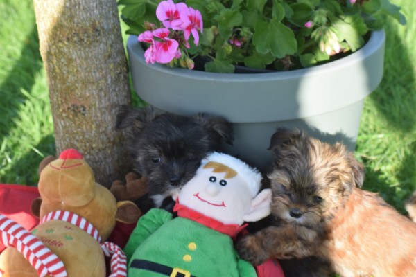 Yorkshire Terrier (reu) 33877