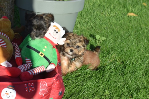 Yorkshire Terrier (reu) 33877