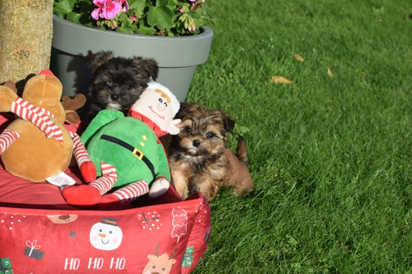 Yorkshire Terrier (reu) 33877