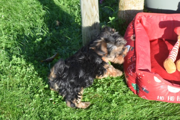 Yorkshire Terrier (reu) 40508