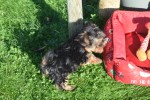 Yorkshire Terrier (reu) 40508
