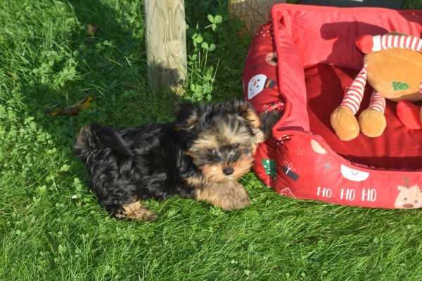 Yorkshire Terrier (reu) 40508