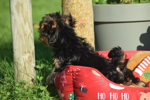 Yorkshire Terrier (reu) 40508