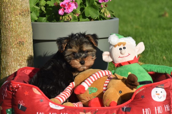 Yorkshire Terrier (reu) 40508