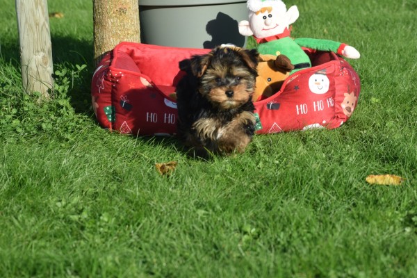 Yorkshire Terrier (reu) 40508