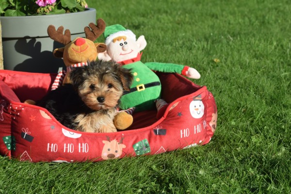 Yorkshire Terrier (teef) 40347