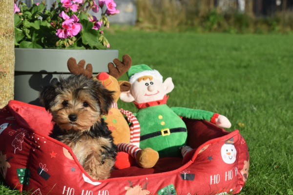 Yorkshire Terrier (teef) 40347