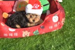 Yorkshire Terrier (teef) 40347