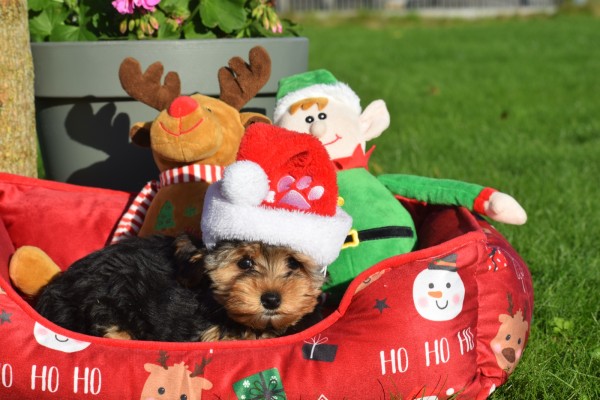 Yorkshire Terrier (teef) 40347