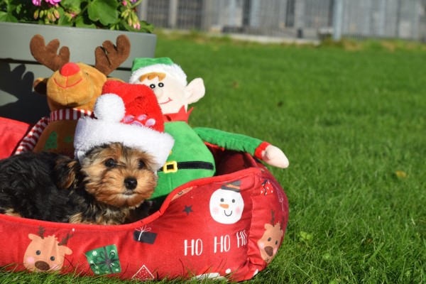 Yorkshire Terrier (teef) 40347