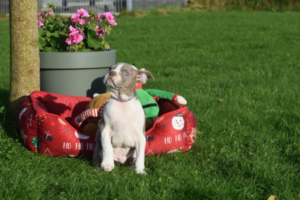 Boston Terrier (reu) 37819