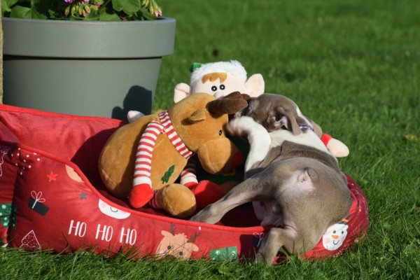 Boston Terrier (reu) 37819