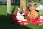 Boston Terrier (reu) 37599