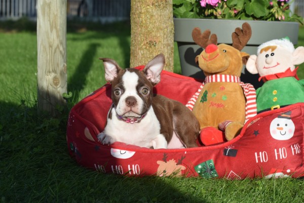 Boston Terrier (reu) 37599