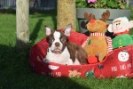 Boston Terrier (reu) 37599
