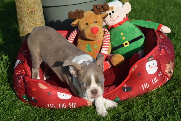 Boston Terrier (reu) 37599