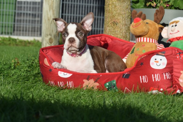 Boston Terrier (reu) 37599