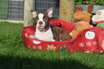 Boston Terrier (reu) 37599