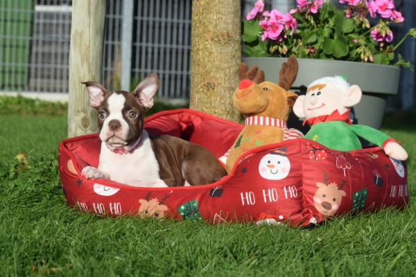 Boston Terrier (reu) 37599