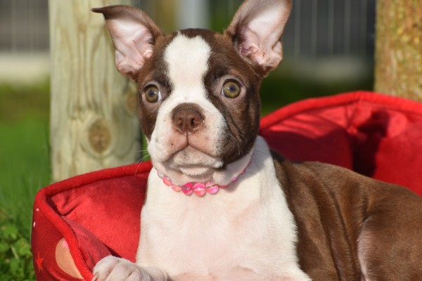 Boston Terrier (reu) 37599