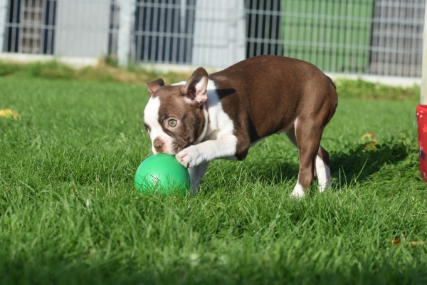 Boston Terrier (reu) 37599