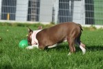 Boston Terrier (reu) 37599