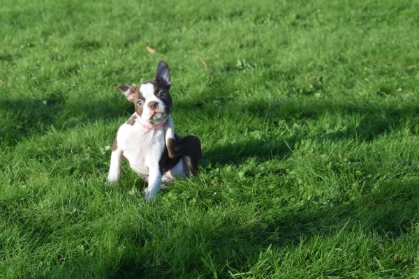 Boston Terrier (reu) 37599