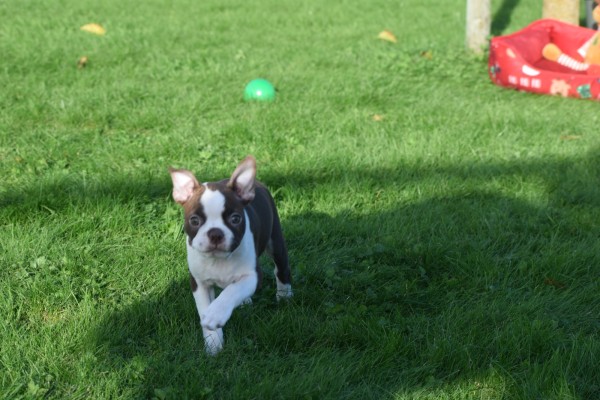 Boston Terrier (reu) 37599