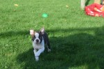Boston Terrier (reu) 37599