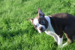Boston Terrier (reu) 37599