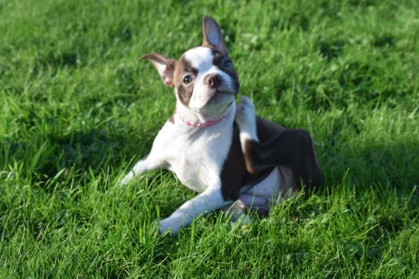 Boston Terrier (reu) 37599