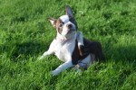 Boston Terrier (reu) 37599
