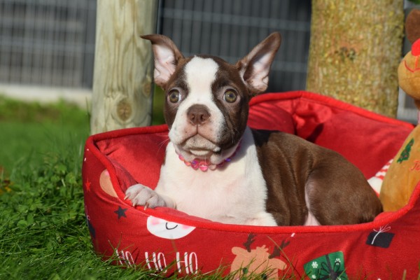 Boston Terrier (reu) 37599