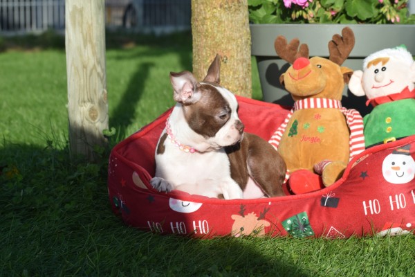 Boston Terrier (reu) 37599