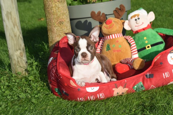 Boston Terrier (reu) 37599