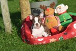 Boston Terrier (reu) 37599