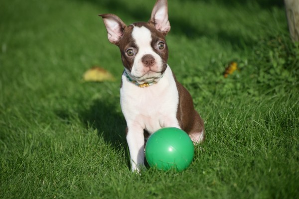 Boston Terrier (teef) 37822