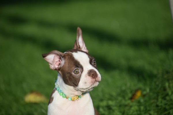 Boston Terrier (teef) 37822