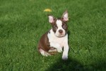 Boston Terrier (teef) 37822
