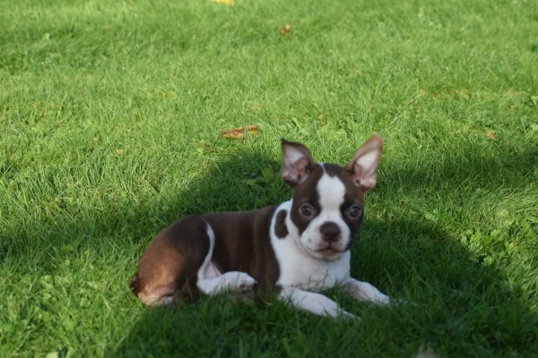 Boston Terrier (teef) 37822