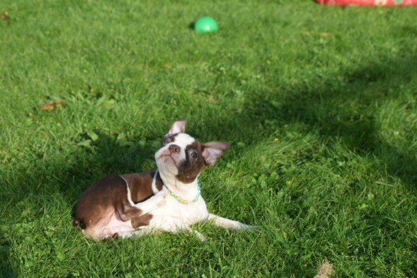 Boston Terrier (teef) 37822