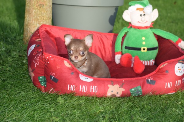 Chihuahua (teef) 31618