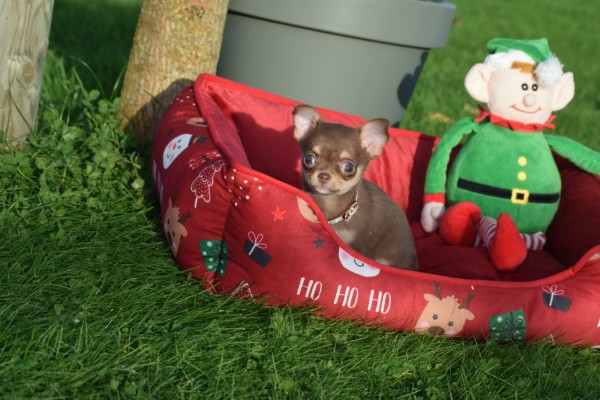 Chihuahua (teef) 31618