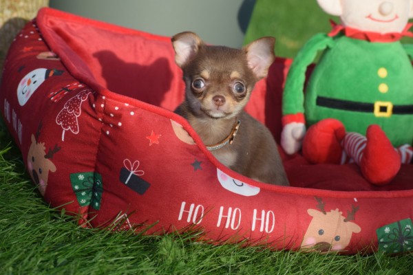 Chihuahua (teef) 31618