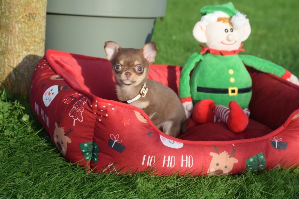 Chihuahua (teef) 31618